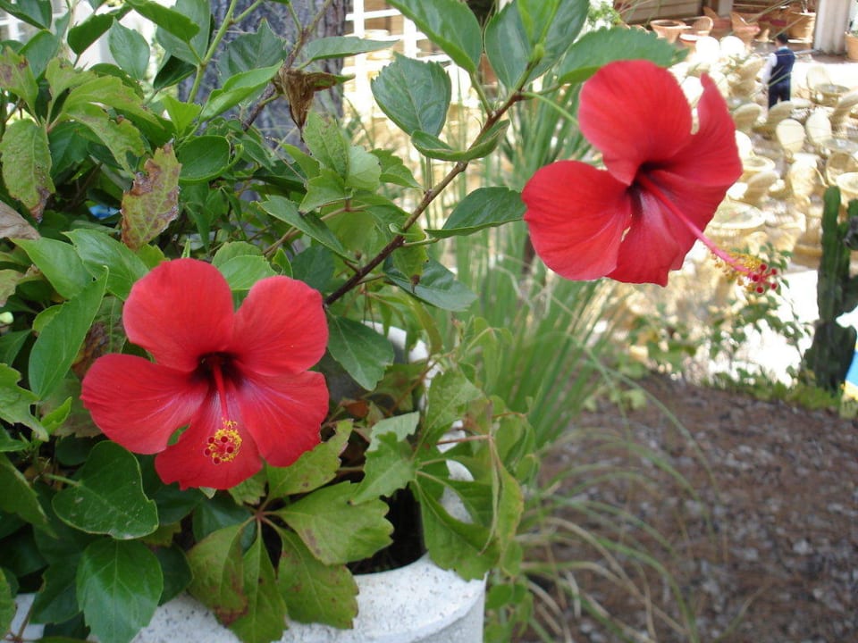 Blumen am Pool allsun Hotel Bella Paguera