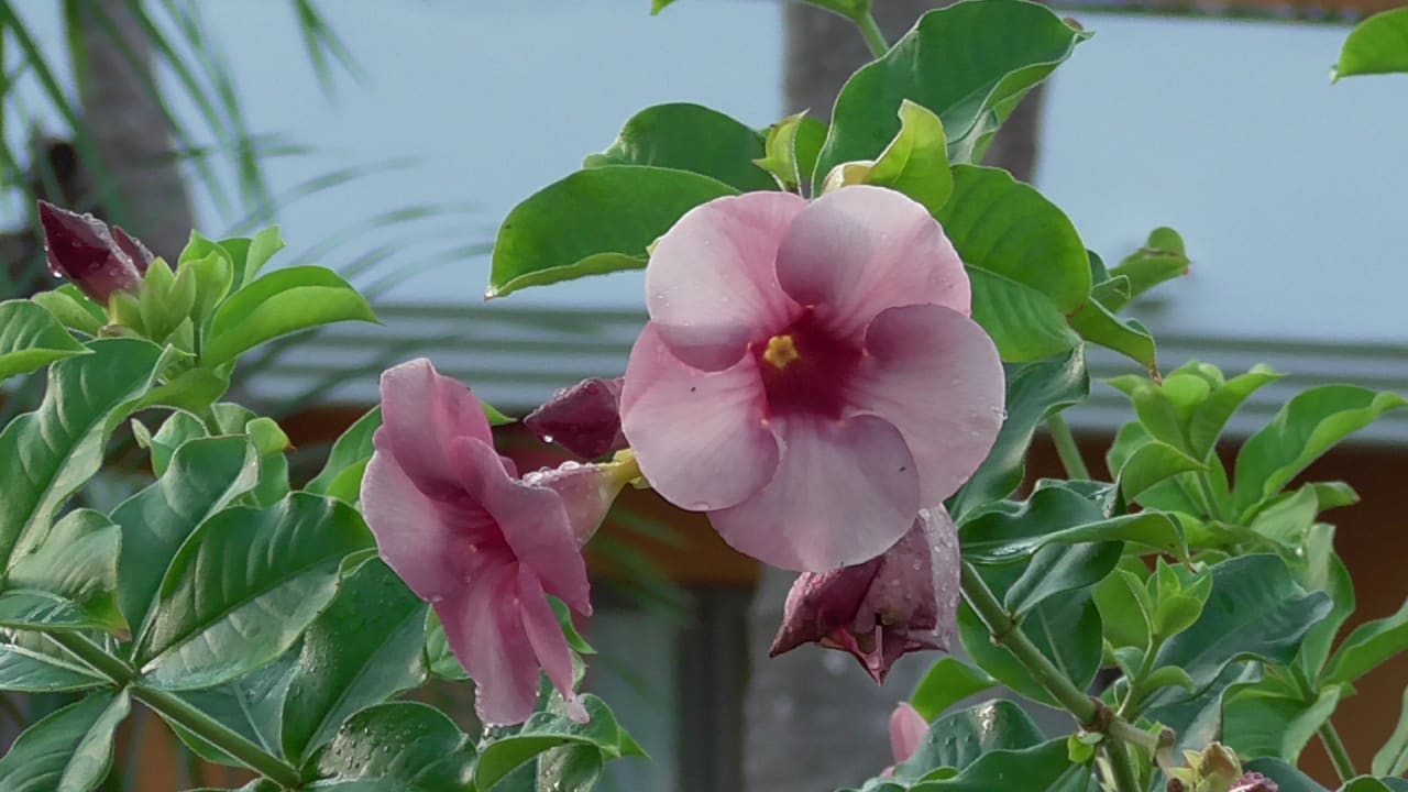 Gartenanlage Iberostar Waves Punta Cana