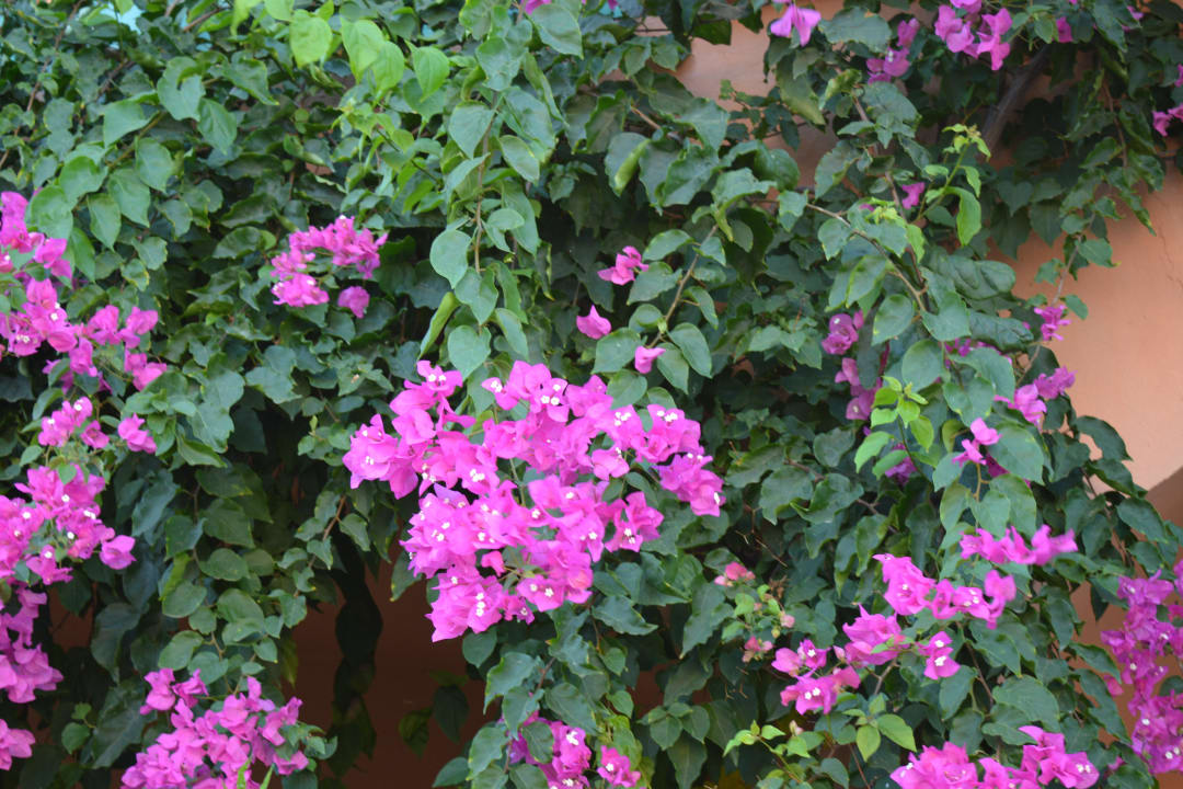 Schöne Blumen soweit das Auge reicht. Hotel Marabout