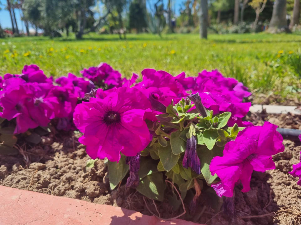 Gartenanlage Saphir Resort & Spa