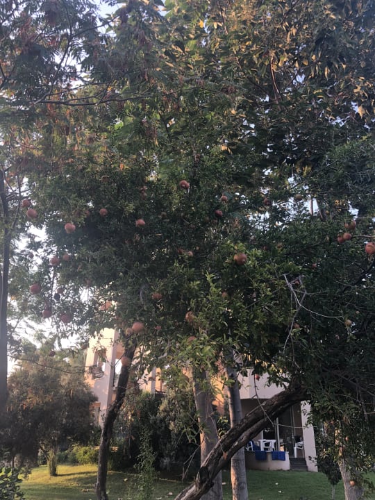 Gartenanlage Labranda Alantur Resort