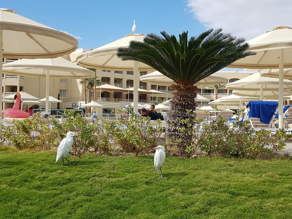 Pool Beach Albatros Resort