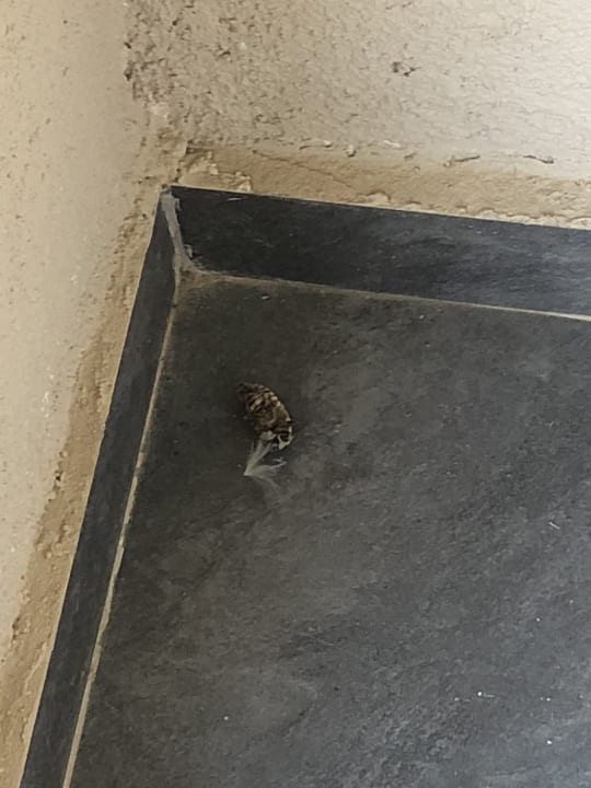 Zimmer Asteria Venus Didim