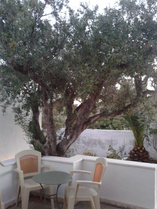 Unsere lauschige Terrasse unter dem Olivenbaum Coriva Beach Hotel & Bungalows