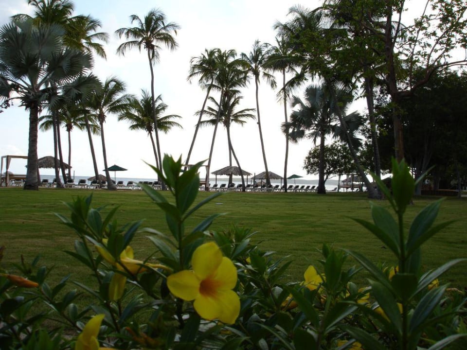 Grünanlage Copamarina Beach Resort & Spa