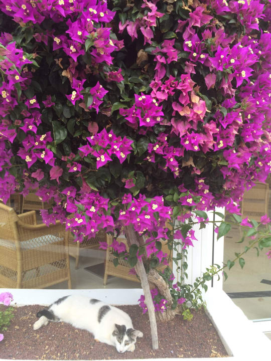 Gartenanlage Hipotels La Geria