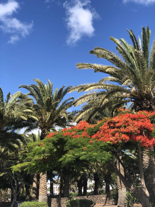 Gartenanlage Hipotels La Geria