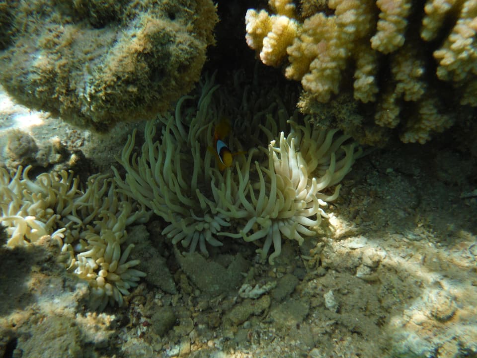 Hausriff Cleopatra Luxury Resort Makadi Bay