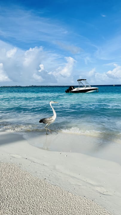 Strand Veligandu Maldives Resort Island