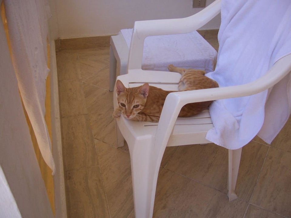 Unser Haustier am frühen Morgen Pickalbatros Alf Leila Wa Leila Resort - Neverland Hurghada