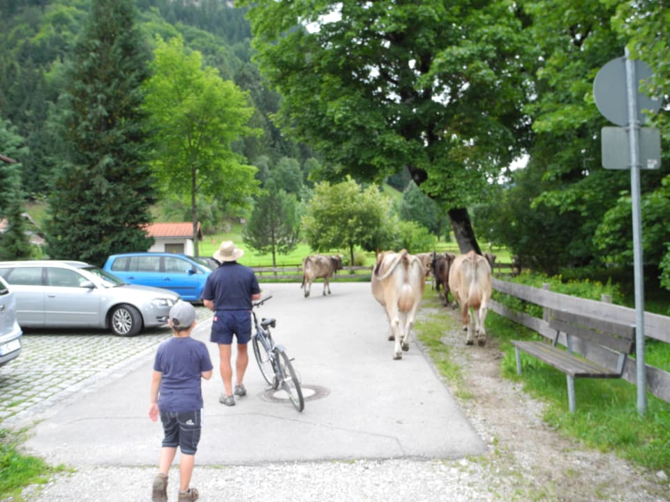 Von der Weide zum Melken Apartments Alpensonne 2000