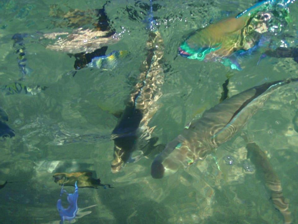 Ein Blick ins Meer Ghazala Gardens