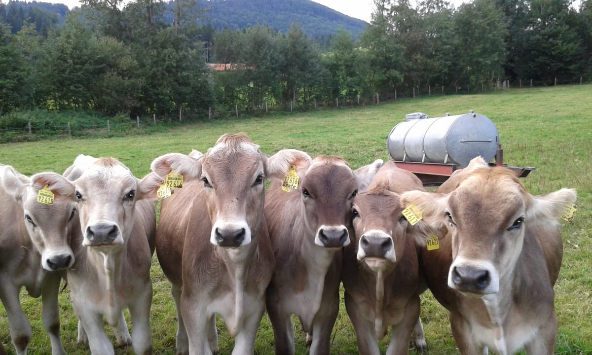 Sonstiges Ferienhof - Bauernhof Hefele