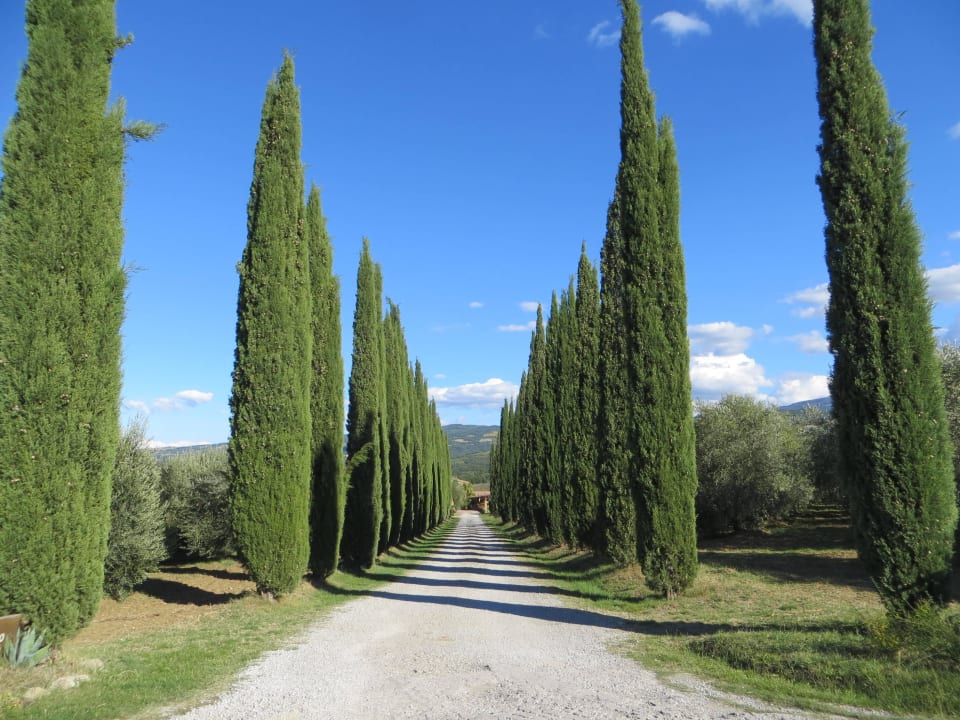 Zufahrt mit Zypressen Agriturismo Podere del Vescovo