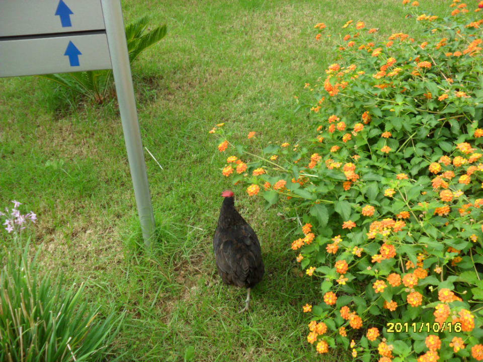 Der Rasenmäher Seaden Sea World Resort & Spa