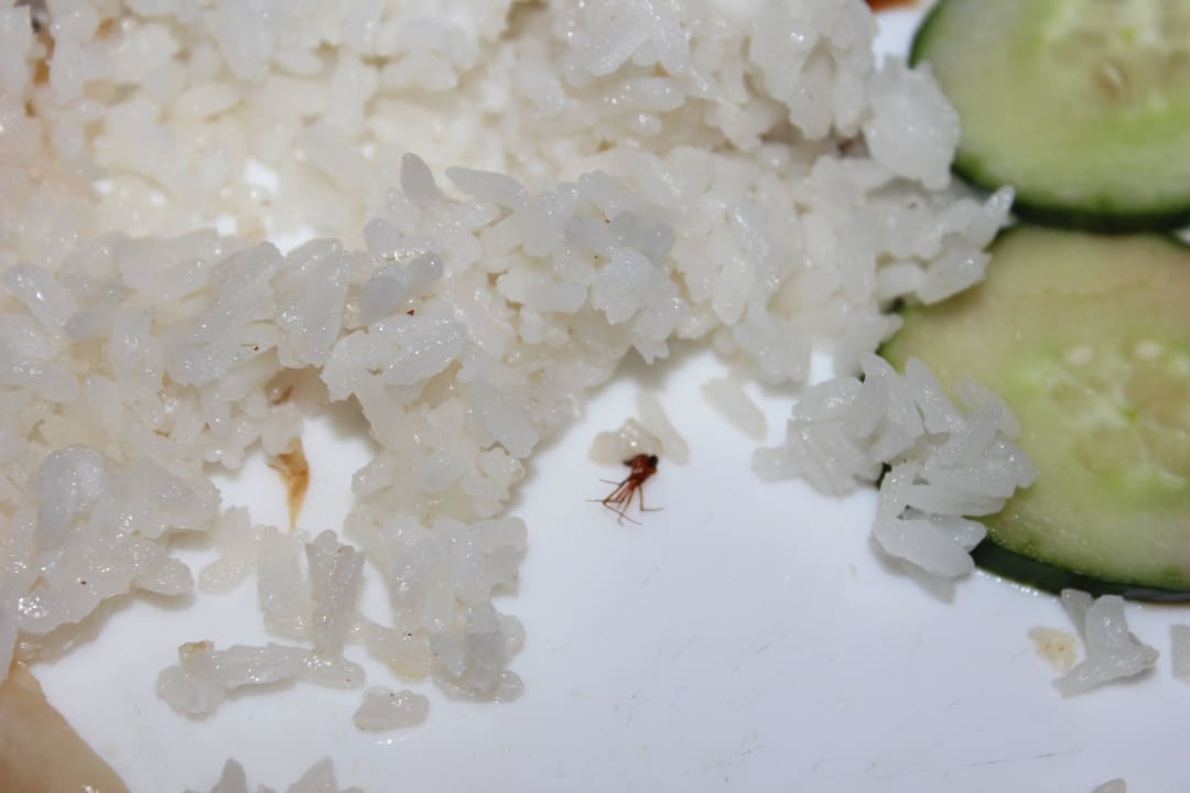 Spider in food Memories Flamenco Beach Resort