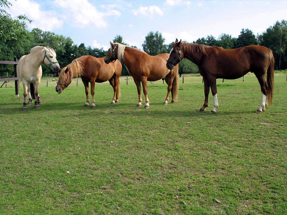 Reitpferde auf der Koppel Ferienpark Heidenholz