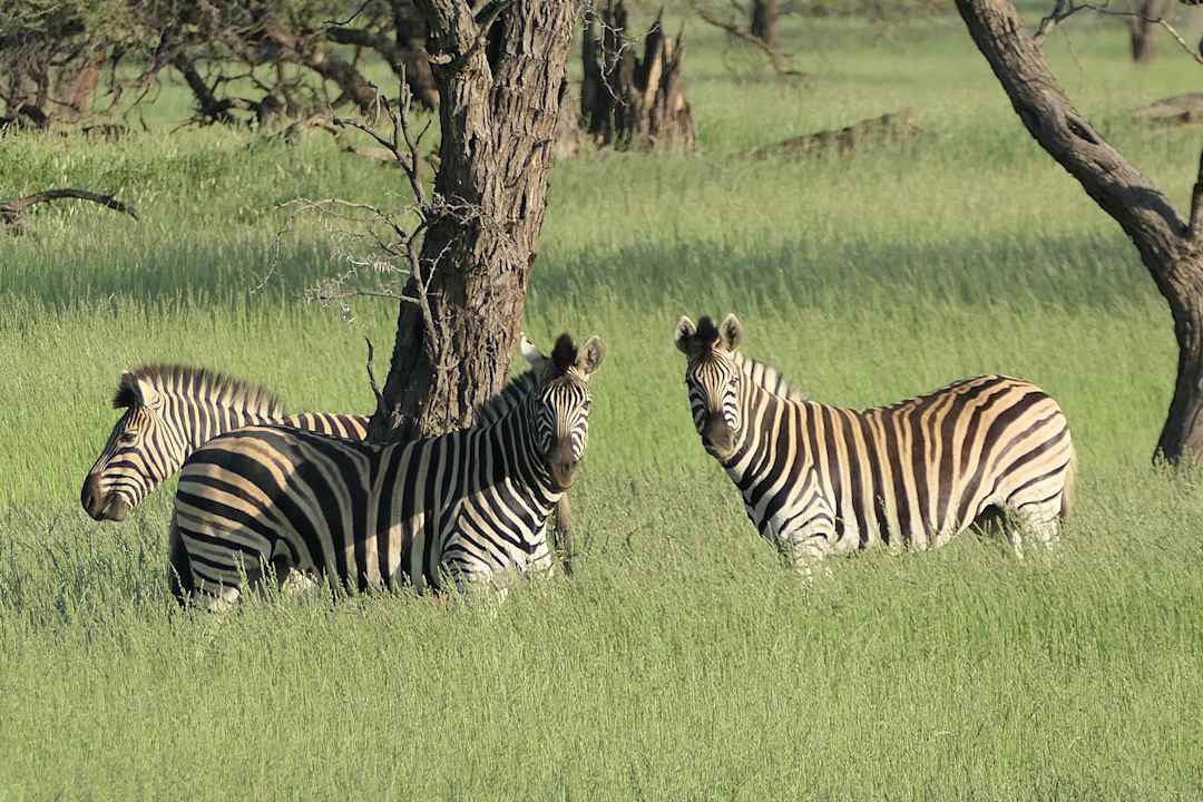 Sonstiges Okapuka Safari Lodge
