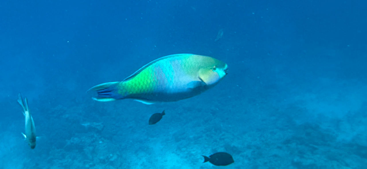 Sonstiges Serenity Alpha Beach