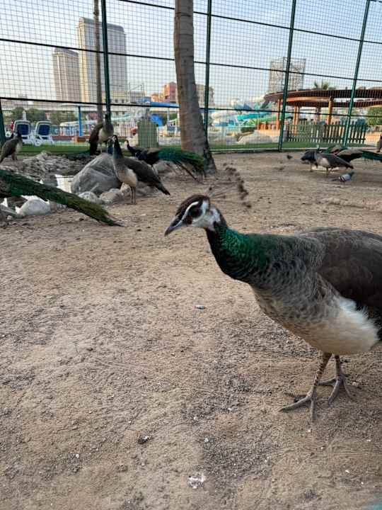 Gartenanlage Grand Hyatt Dubai