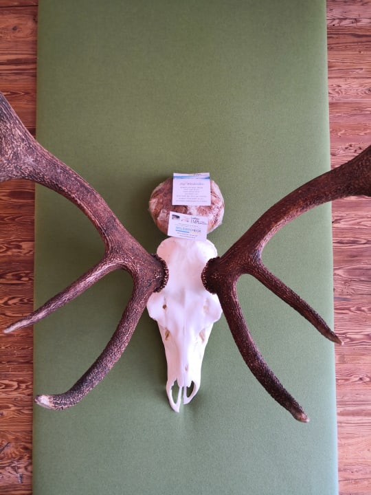 Lobby Hotel Silberfux