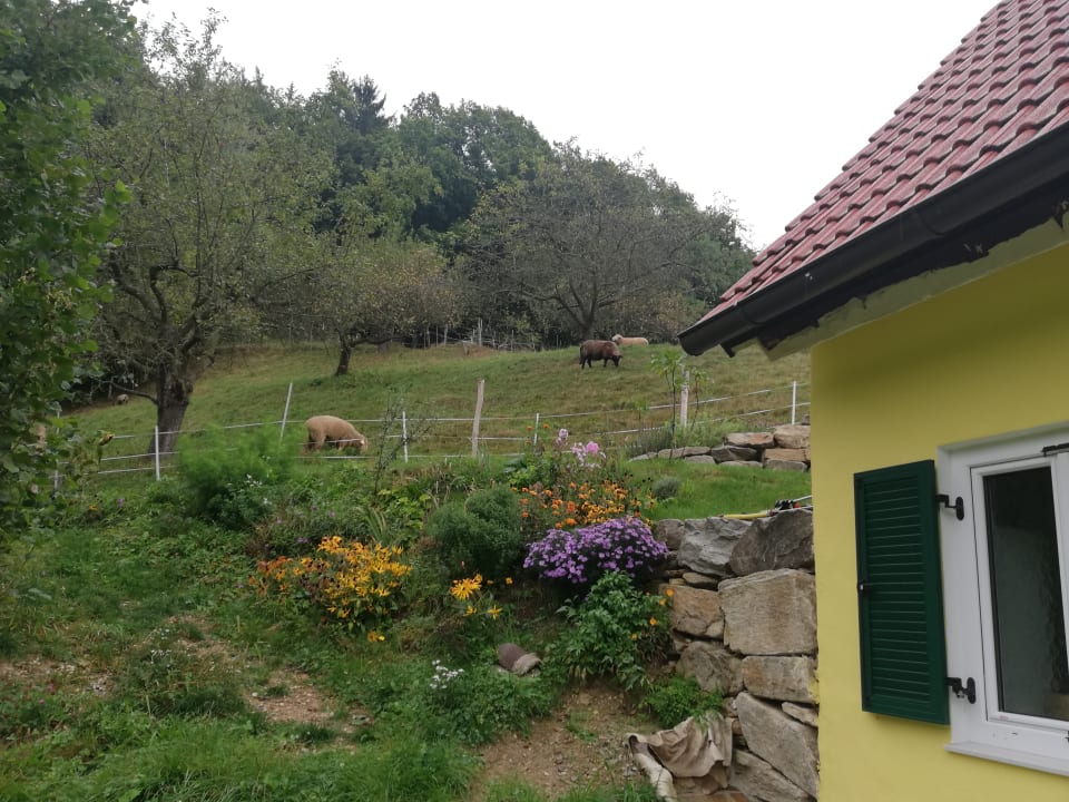 Ausblick Ferienhäuser Grabenhansl