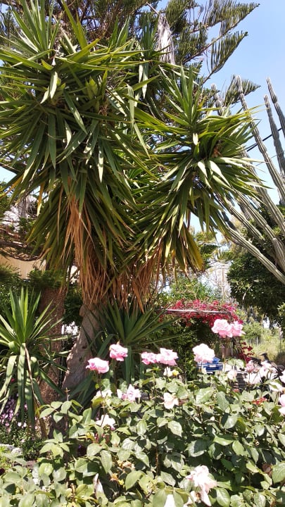 Gartenanlage Hotel Niki