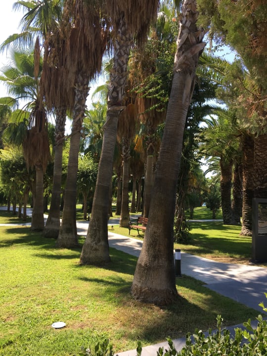 Gartenanlage Hotel Miramare Beach