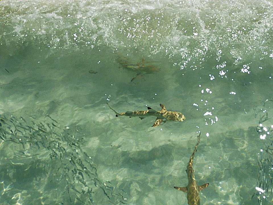 Sharks Meeru Maldives Resort Island