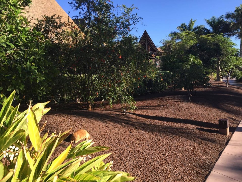 Garfield Lopesan Baobab Resort