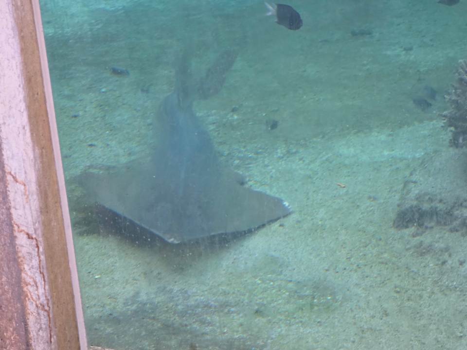 Gartenanlage Daydream Island Resort and Spa