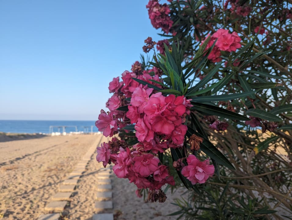 Gartenanlage Önder Yildiz Hotel