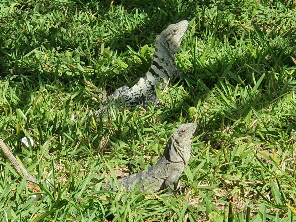 Gartenanlage Akumal Bay Beach & Wellness Resort
