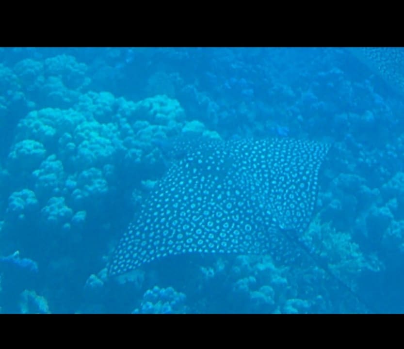 Strand Makadi Spa - Adults only