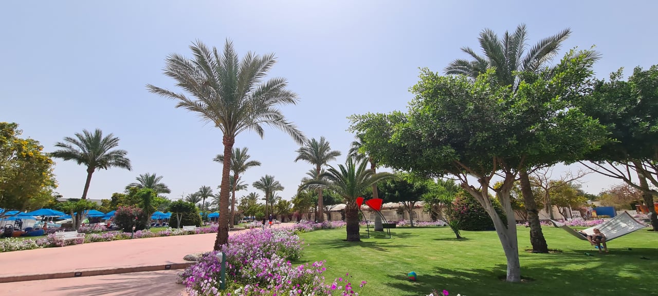 Gartenanlage Desert Rose