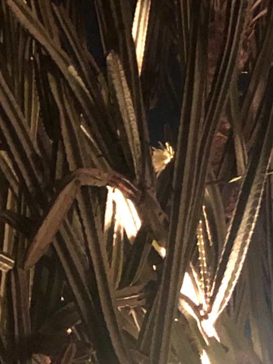 Gartenanlage Desert Rose