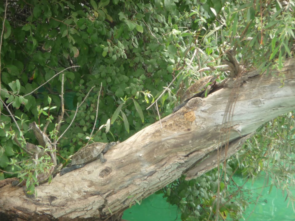 Schildkröten Royal Atlantis Spa & Resort