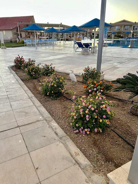 Gartenanlage Pickalbatros Sea World Resort - Marsa Alam
