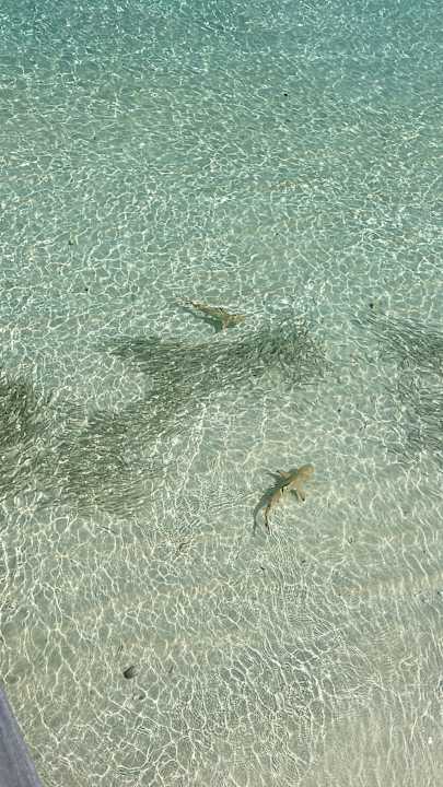 Strand Jawakara Islands Maldives