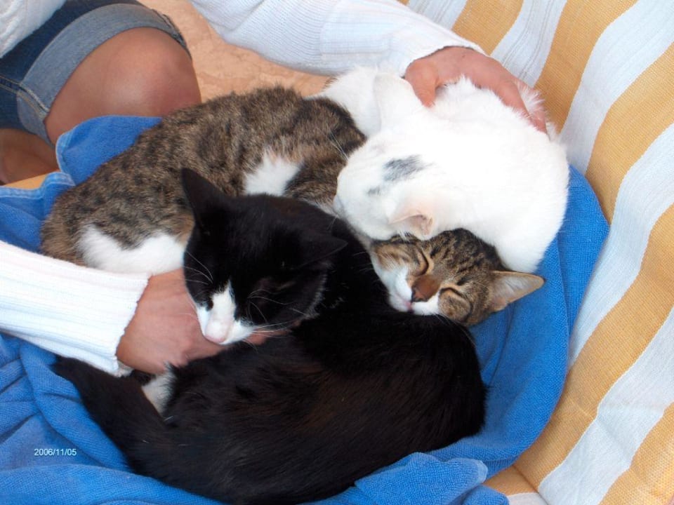 Katzenfreund Bella Resort & Spa