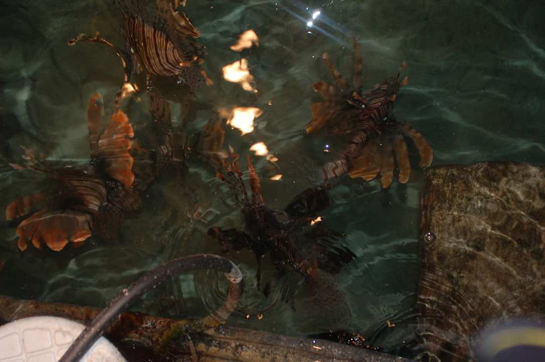 Feuerfische bei Nacht JAZ Fanara Resort