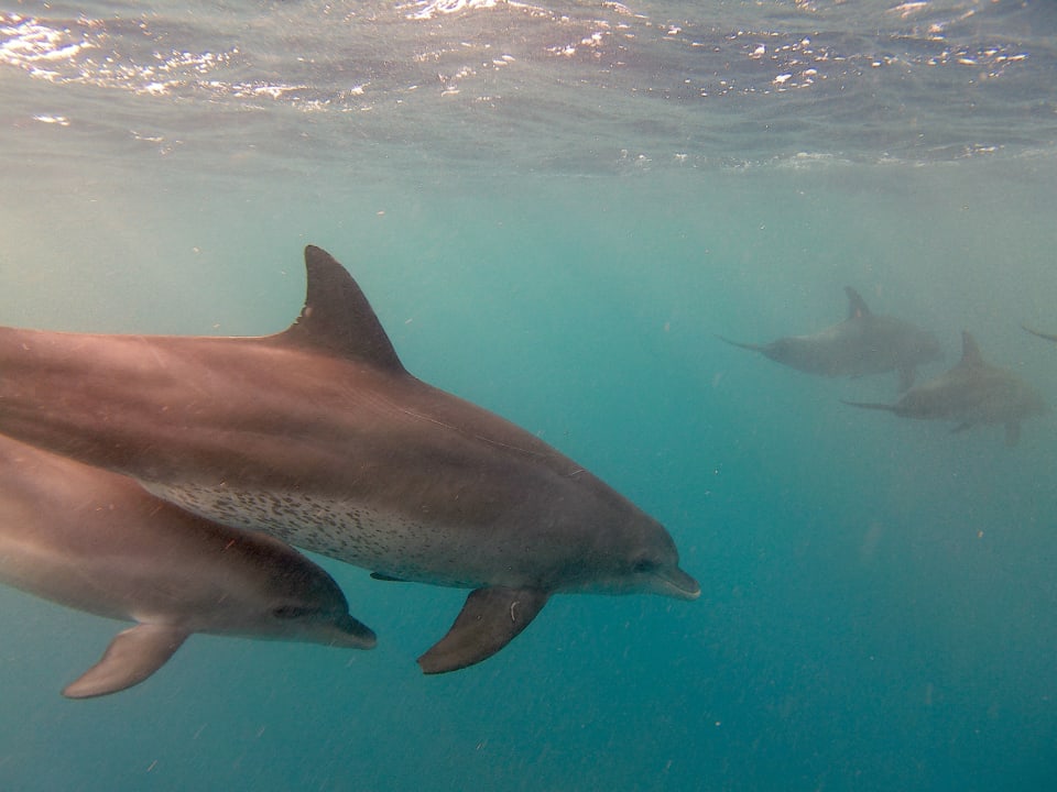 Sport & Freizeit Mövenpick Resort El Quseir