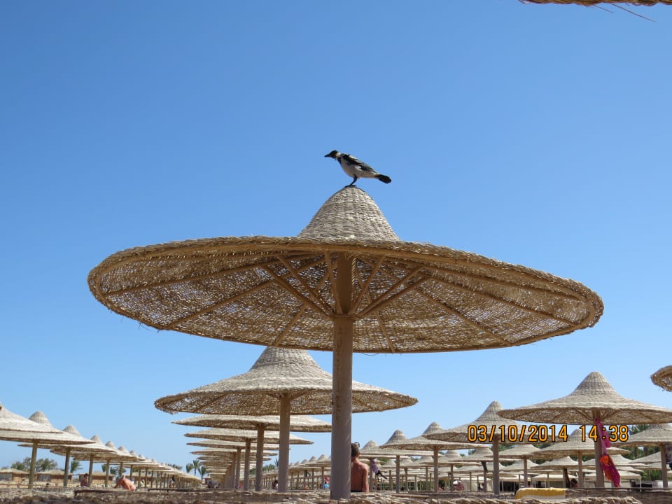 Hotel Stella Makadi Gardens Stella Garden Resort & Spa, Makadi Bay