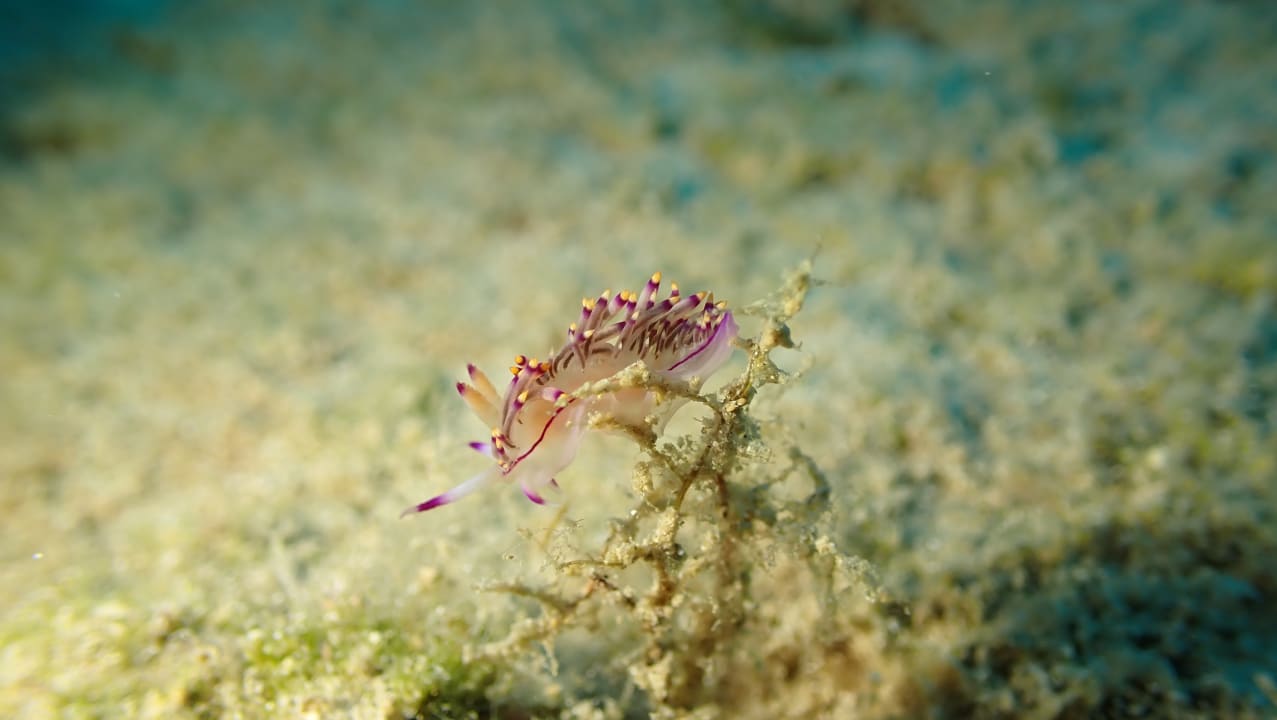 Strand Crystal Springs Beach Hotel