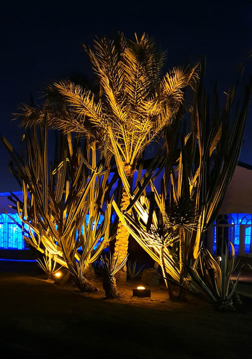 Gartenanlage Desert Rose