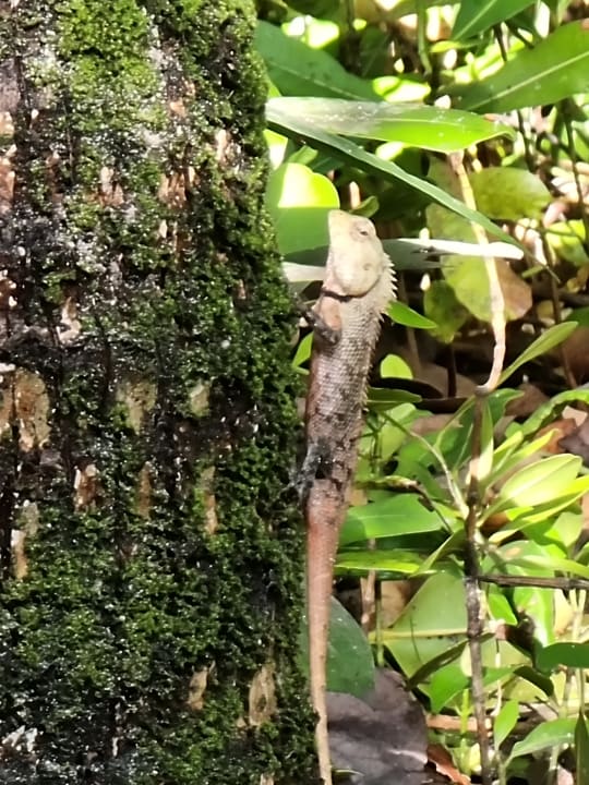 Gartenanlage NH Collection Maldives Reethi Resort