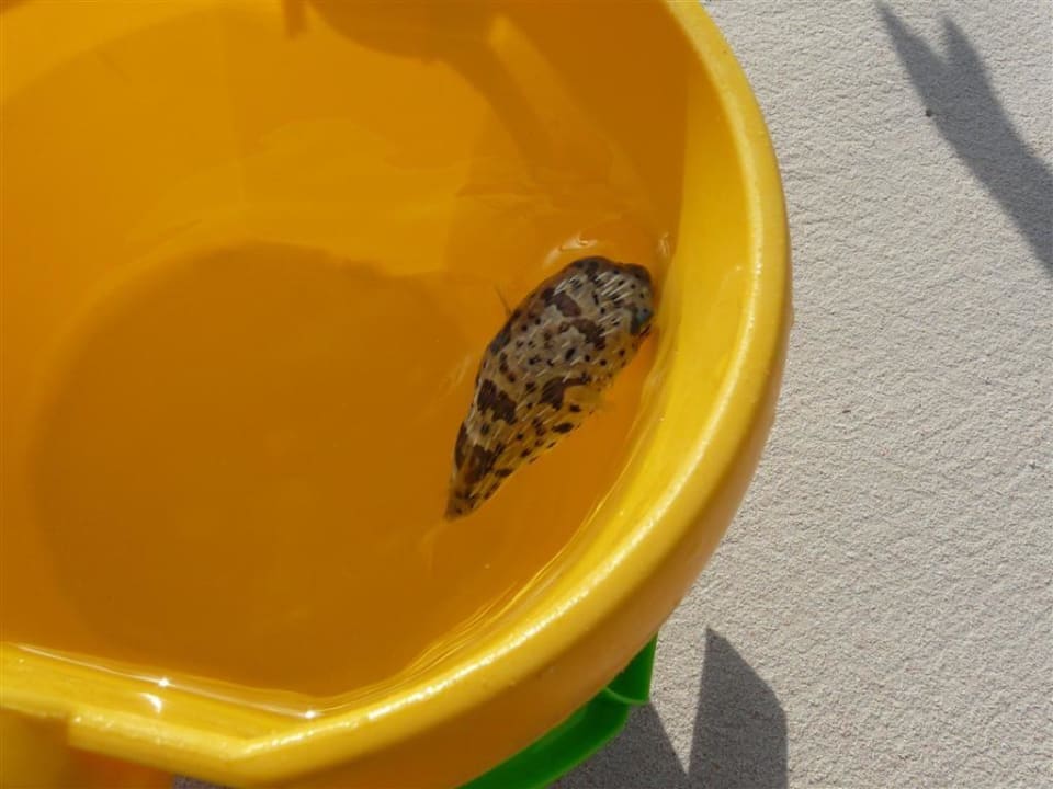 Mini Kugelfisch Hotel Grand Palladium Palace Resort, Spa & Casino