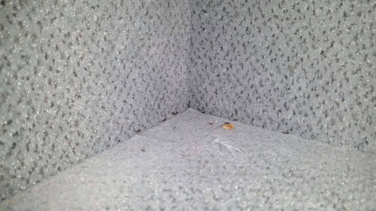 Ameisen neben dem Bett All In Red Thermenhotel