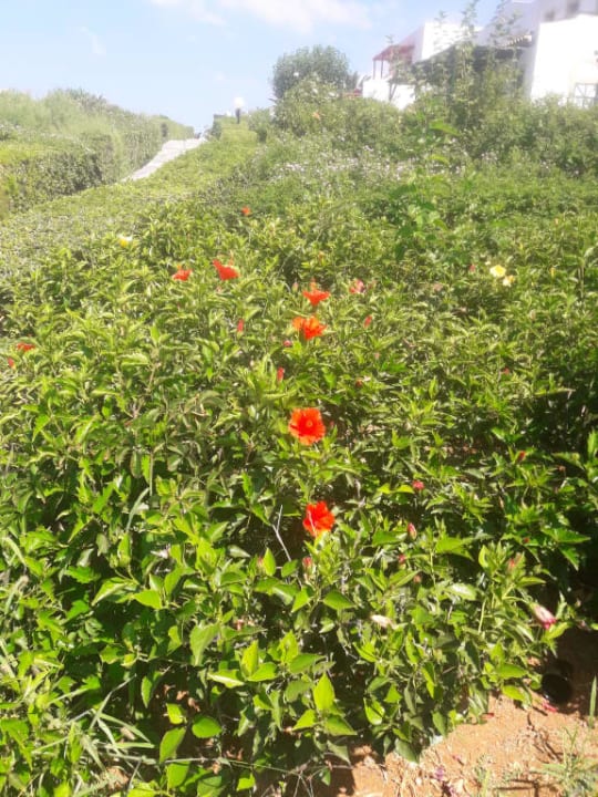 Ogród Mitsis Cretan Village