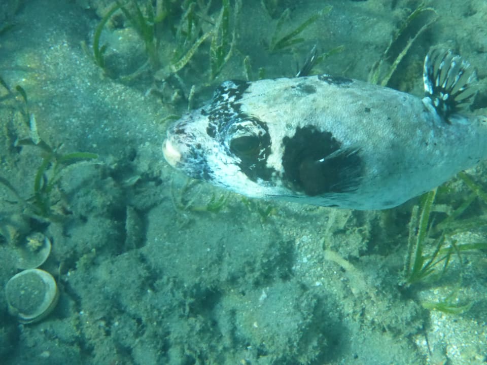 Sport & Freizeit Hotel Gorgonia Beach Resort